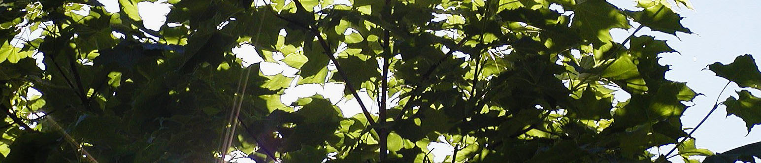 Oakleaves banner